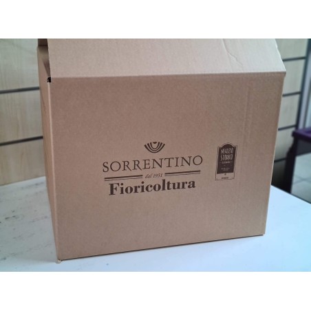 La Selezione del Fiorista medium - scelti per voi