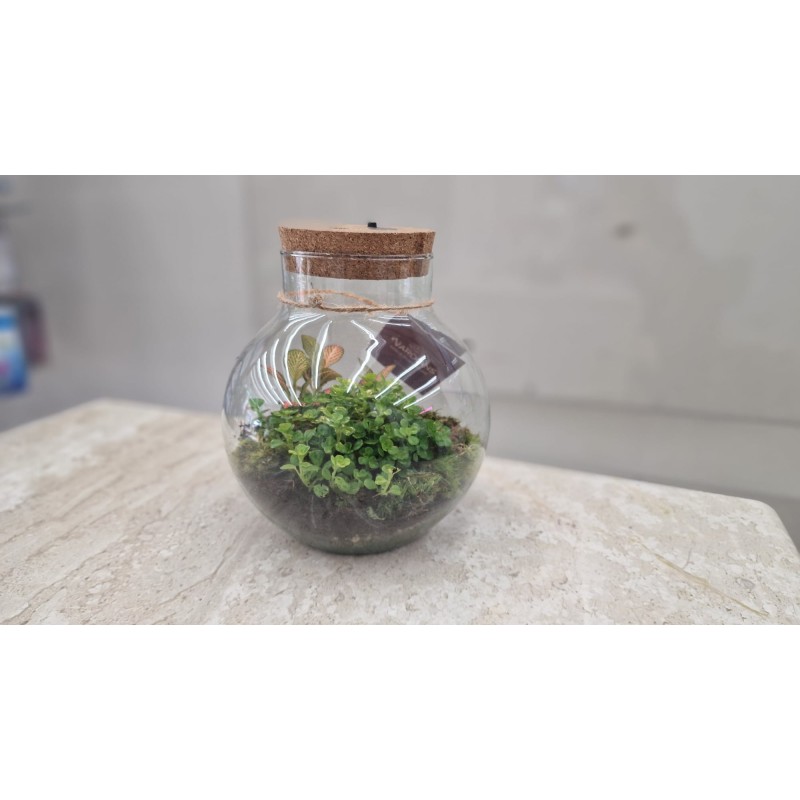 Terrarium con luce