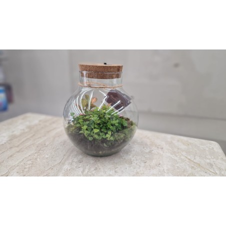 Terrarium con luce