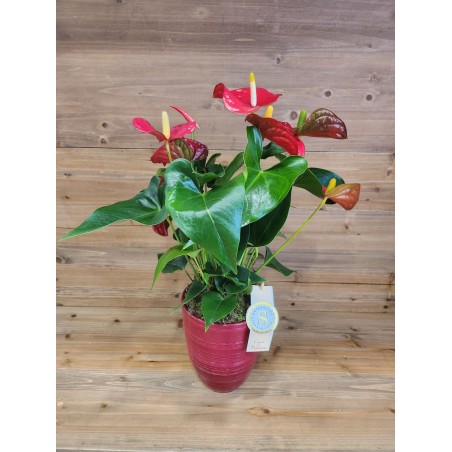 Anthurium su Elegante Vaso in Ceramica