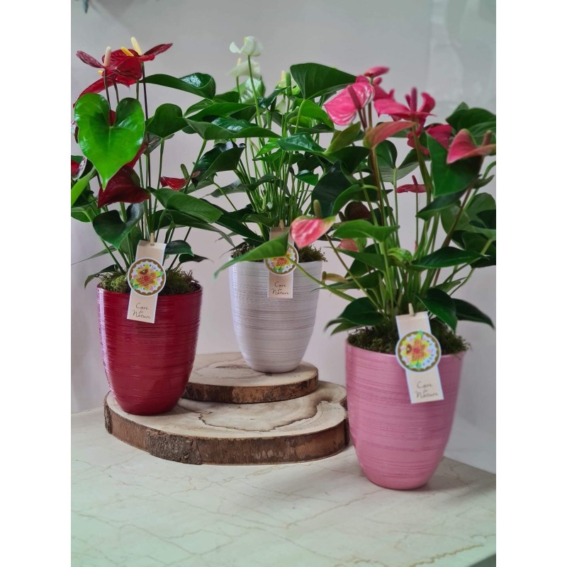 Anthurium su Elegante Vaso in Ceramica