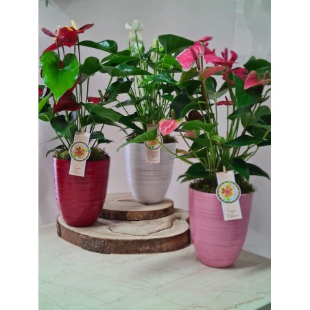 Anthurium su Elegante Vaso in Ceramica