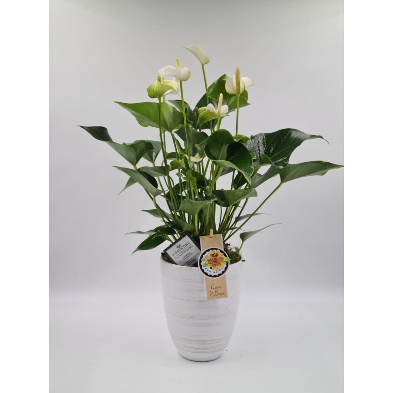 Anthurium su Elegante Vaso in Ceramica