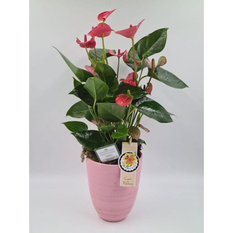 Anthurium su Elegante Vaso in Ceramica