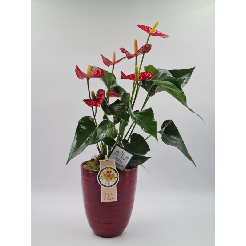 Anthurium su Elegante Vaso in Ceramica