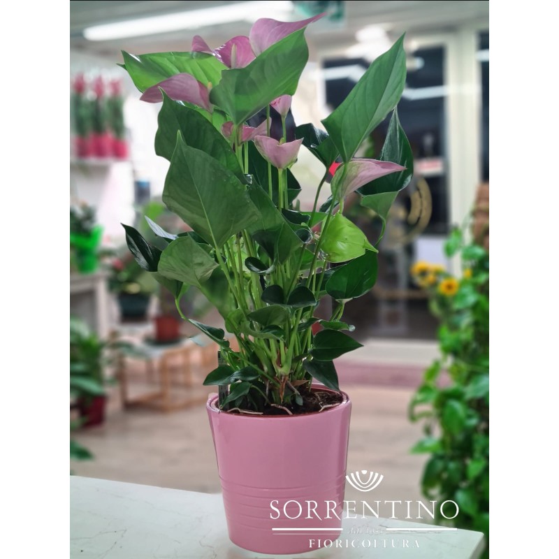 Anthurium su Elegante Vaso in Ceramica