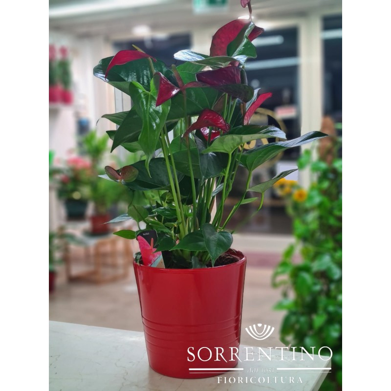 Anthurium su Elegante Vaso in Ceramica