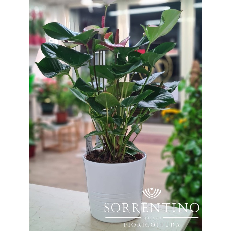 Anthurium su Elegante Vaso in Ceramica