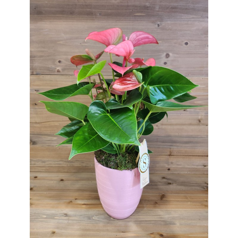 Anthurium su Elegante Vaso in Ceramica