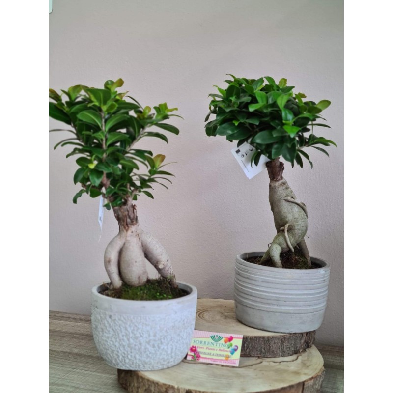 Bonsai Ficus Ginseng su Importante Vaso in Pietra / Ceramica