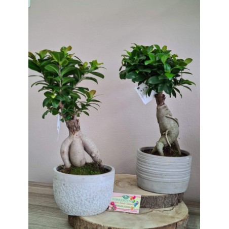 Bonsai Ficus Ginseng su Importante Vaso in Pietra / Ceramica