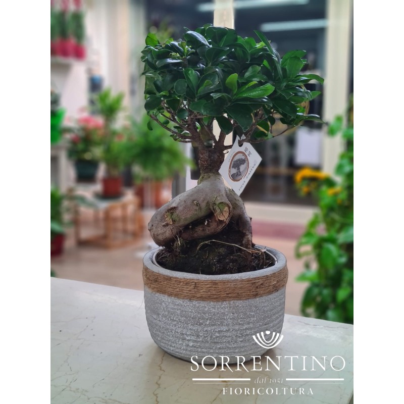 Bonsai Ficus Ginseng su Importante Vaso in Pietra / Ceramica
