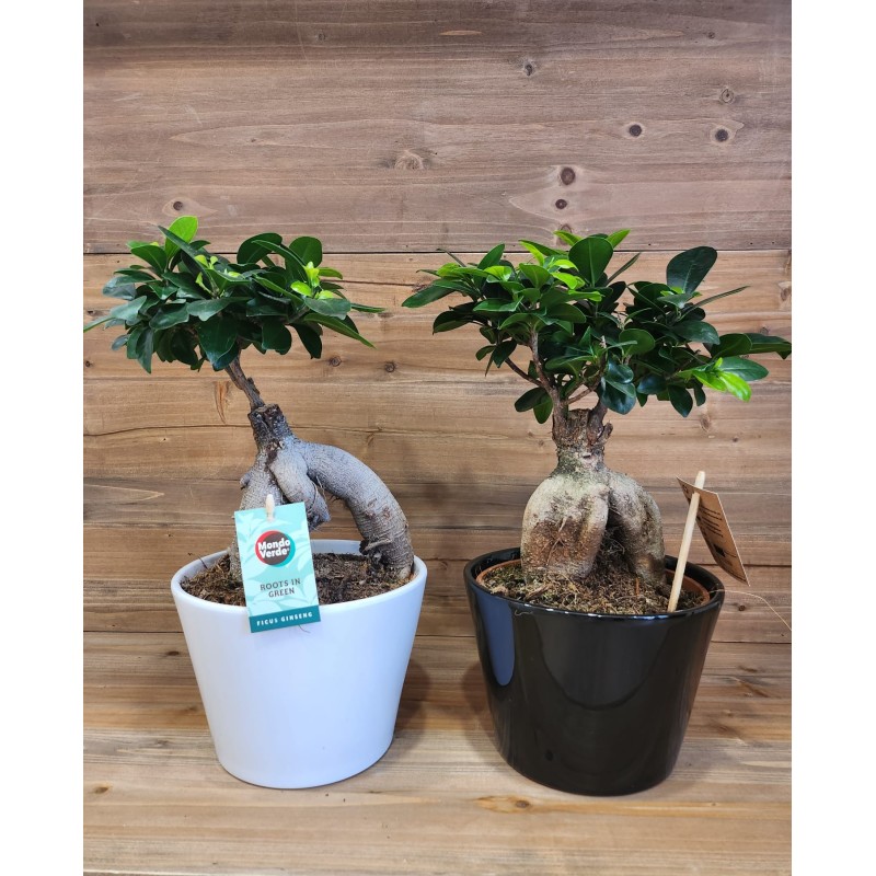 Bonsai Ficus Ginseng su Importante Vaso in Pietra / Ceramica