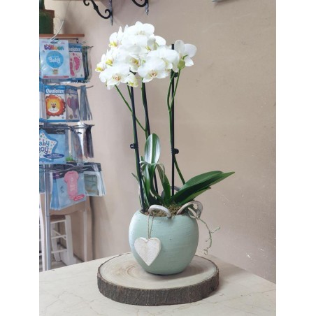 Phalenopsis Orchidea  a doppio ramo su vaso ornamentale