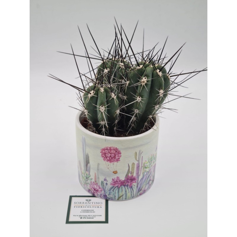 Pianta Grassa su Vaso in Coccio di Design