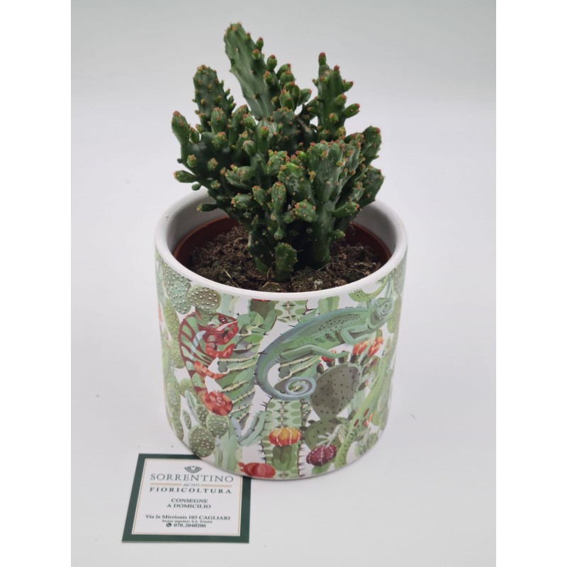 Pianta Grassa su Vaso in Coccio di Design