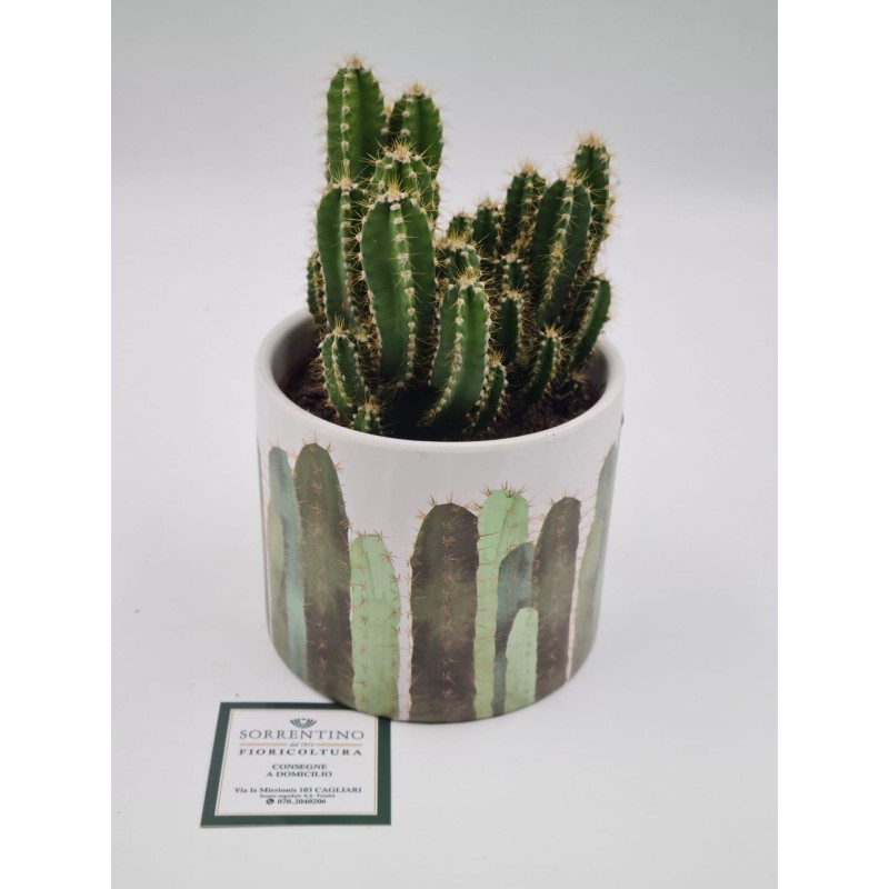 Pianta Grassa su Vaso in Coccio di Design