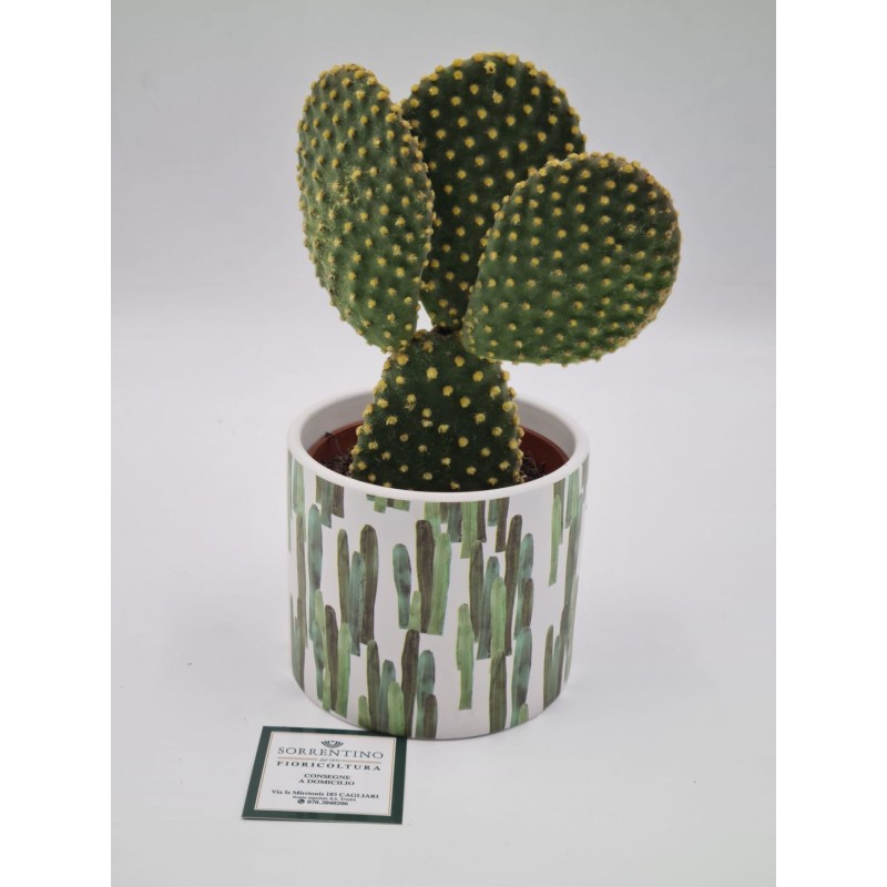 Pianta Grassa su Vaso in Coccio di Design