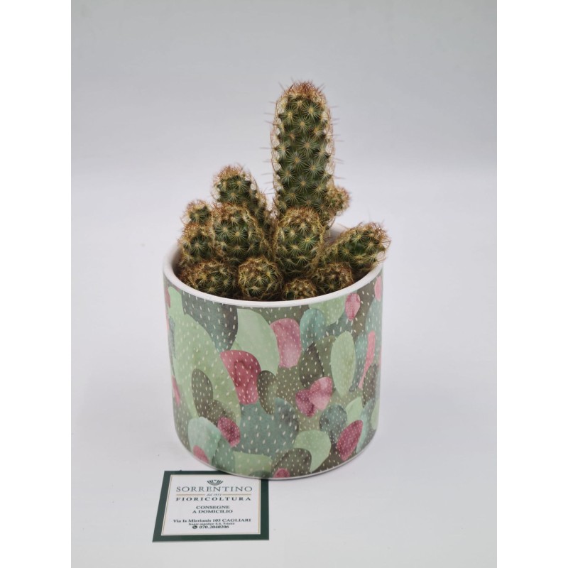 Pianta Grassa su Vaso in Coccio di Design