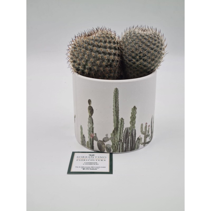 Pianta Grassa su Vaso in Coccio di Design